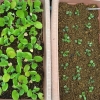 写真2　コマツナ発芽実験での松葉堆肥の優位性（左2つがマツ）