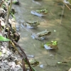 写真4　伝 統的稲作田の畦際に多数並ぶトノサマガエルの当年生個体