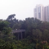 写真1　高層住宅街に隣接する熱帯二次林