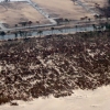 写真1　海岸防災林被災状況（仙台市H23.5）