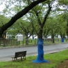成虫の分散防止等のためネットで樹幹を覆われたサクラ（埼玉県草加市）