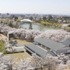 写真2　日本遺産構成文化財「開成山の桜」