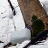 写真2　雪の残る季節に行われるカエデ樹液採取（写真提供：秩父樹液生産協同組合）