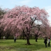 写真5 象徴性の高い桜 ①八重紅枝垂