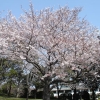 写真5 象徴性の高い桜 ②染井吉野