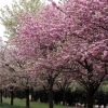 写真5 ⑥同時期に開花する品種による桜並木（日本花の会結城農場）