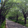 自転車歩行者専用道路として鉄道跡地に整備された徐福サイクリングロード（佐賀市）