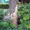 写真1　 根元から幹にかけ、大きく樹皮を損傷した
ままのイチョウ