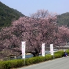 写真1　地蔵一本桜1