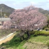 写真1　地蔵一本桜2