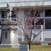 写真2　小学校に植えられた地蔵一本桜の分身