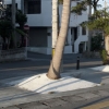 写真4　街路樹の悲劇　植栽桝を完全に覆うコンクリート