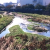 写真1　 攪乱を受けやすい水際部を占めるミズキンバイ群落のほか、多様な植生が生じている柏尾川（横浜市）