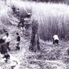 写真2　自ら汗を流して復田し耕作を続ける都市住民