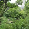 写真2　「開放区」池越しに見る樹林地