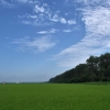 八郎潟と幹線道路のポプラの巨樹並木（右手の緑）