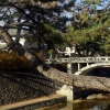 写真6　夙川公園では、ときに川にさしかかるなど変わった樹形のマツが見られるが、こうした奇樹も大切に保護管理されている。後方はこほろぎ橋