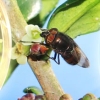 写真1　ハマヒサカキの雌花で蜜を吸うツマグロキンバエと、シャーレで培養された酵母と細菌のコロニーの写真を合成