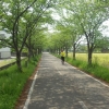 写真3　桜並木が延々とつづく緑道（佐賀市、徐福サイクリングロード）