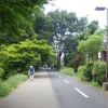 写真8　落葉樹を主体とした植栽。樹木が大きくなってもあまり暗い緑道にはならない（東京都、境・狭山緑道）