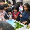写真5　 海岸林ジオラマづくりに取り組む釜石・鵜住居幼稚園の園児たち