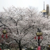 写真1　満開の東湖桜花園