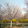写真4　造成5年の河北省鄭州の桜園