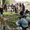 写真1　「 葵里帰り」で上賀茂神社の葵の森に育成したフタバアオイを植栽