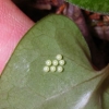 写真2　ヒメカンアオイの葉裏のギフチョウ卵