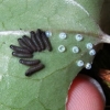 写真3　孵化したばかりのギフチョウ初齢幼虫