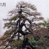 写真1　国指定天然記念物「影向の松」の被害／風路と樹冠の被害と回復状況