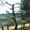 写真4　庭木クロマツの被害1