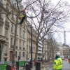 写真2　パリ市緑地環境局のアーボリストによる剪定風景（提供：パリ市）