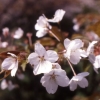 樹木医から見た吉野山の桜