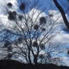 樹木医から見た吉野山の桜