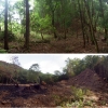 写真3　湿原南側の樹林の伐採前・後の比較