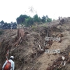 写真2　福岡県の崩壊地で見られる根系の発達
