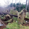 写真3　台風による倒木の根鉢