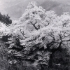 写真3　大ザクラが開花した最古の写真（昭和6年）