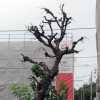 写真2　主幹が枯れた街路樹