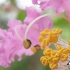 写真3　サルスベリの花のシベ