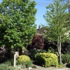 写真1　 市民によって植栽・管理される米国・シアトルの街路樹