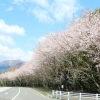 写真1　公道沿いの桜並木