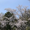 写真4　満開の桜