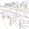 図1　思い描いた「桜の通り抜け」完成予想図