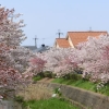 写真1　思い通りに成長した「桜の通り抜け」