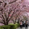 写真2　花見客で賑わう「桜の通り抜け」