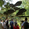 写真9　フランスの日本庭園で見られる雲形剪定