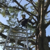 写真14　 造園技師と共に木に登り剪定指導する吉岡氏