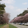 写真1　新ひだか町二十間道路桜並木